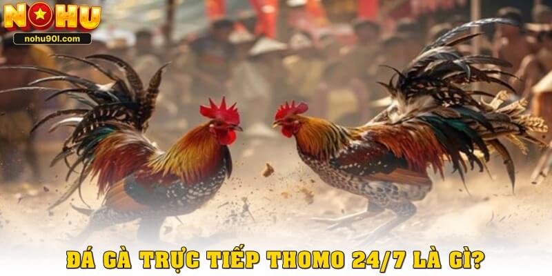 Đá gà trực tiếp Thomo 24/7 là gì?