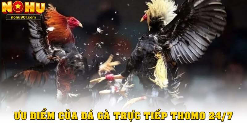 Vì sao đá gà trực tiếp Thomo 24/7 được yêu thích đến vậy?