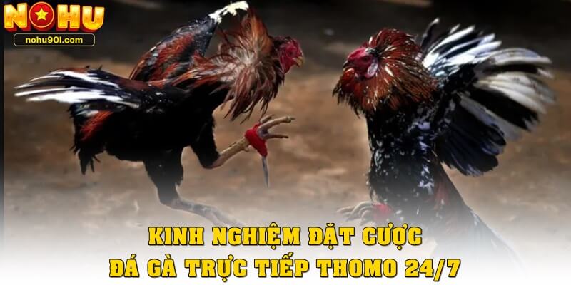 Kinh nghiệm đặt cược đá gà trực tiếp Thomo 24/7 hiệu quả