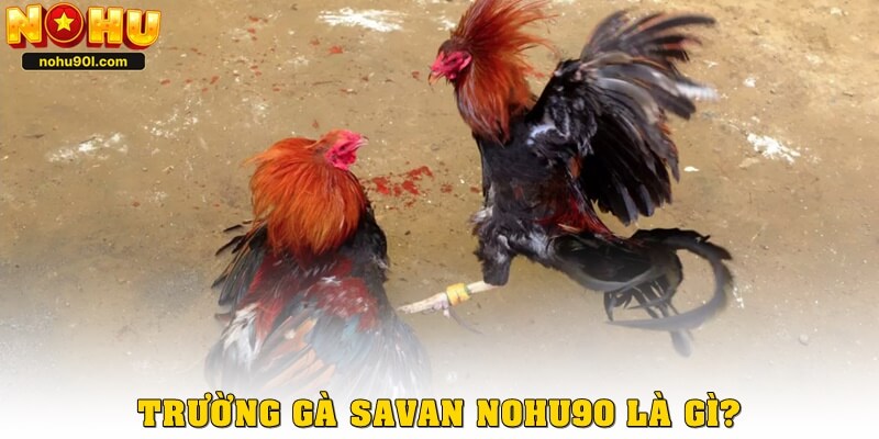 Trường gà Savan Nohu90 là gì?