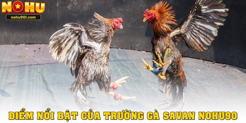 Các điểm nổi bật của trường gà Savan Nohu90