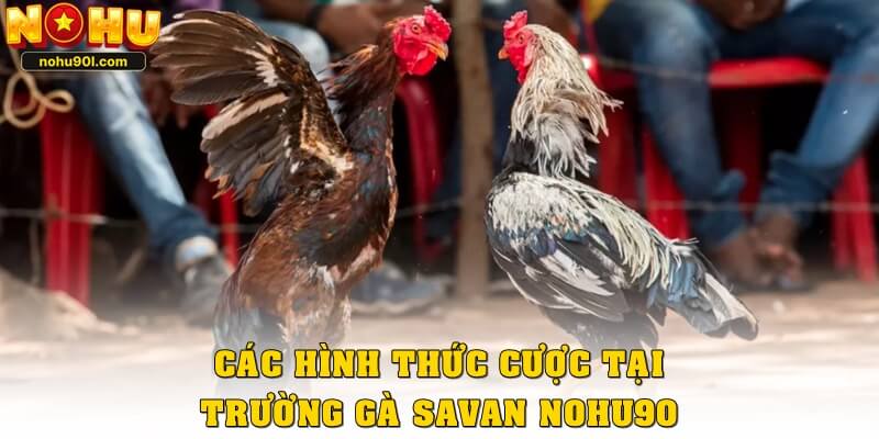 Các hình thức cược phổ biến tại trường gà Savan Nohu90